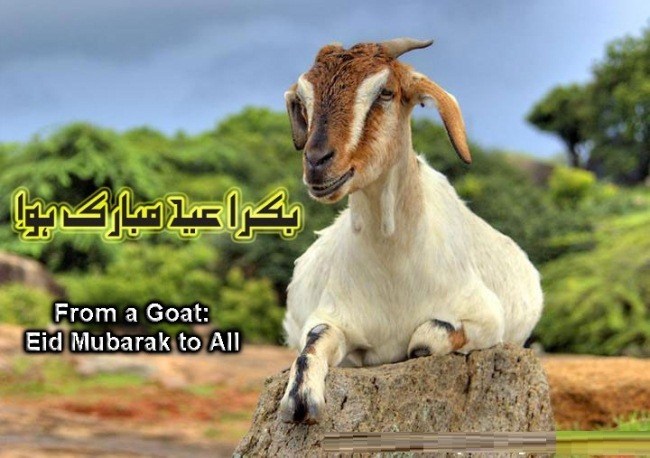 Happy Bakra Eid 2019 Images, WhatsApp Status and Quotes